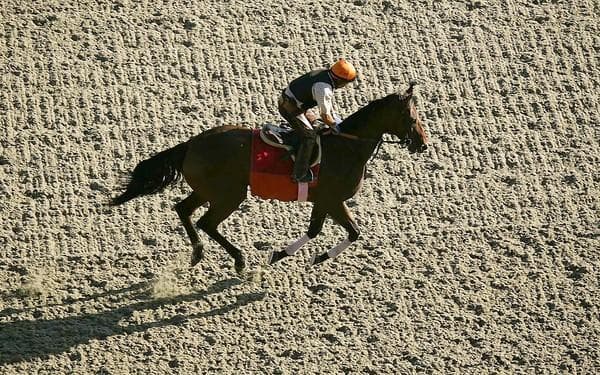 Cheval et cavalier au galop sur une piste en sable